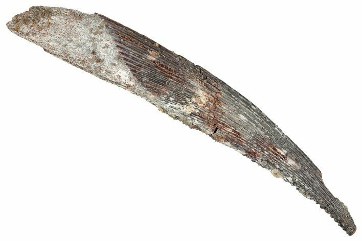 Fossil Shark (Hybodus) Dorsal Spine - Kem Kem Beds, Morocco #277672